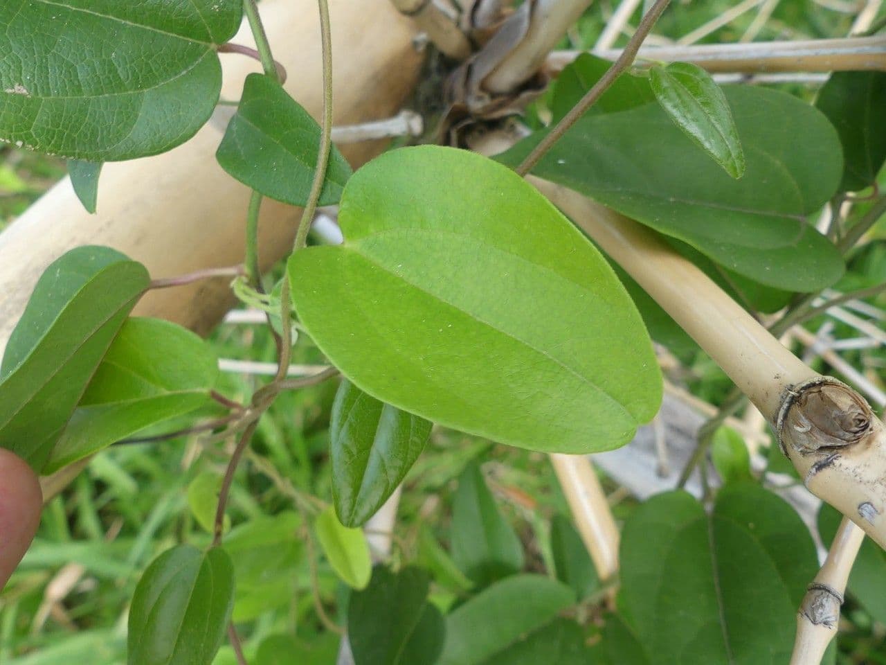 Cocculus orbiculatus 10