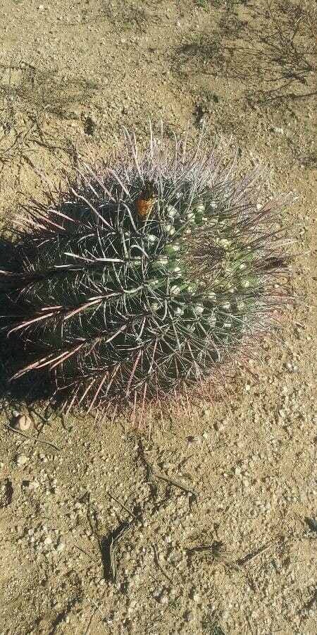 Cactus barile di Leconte 5