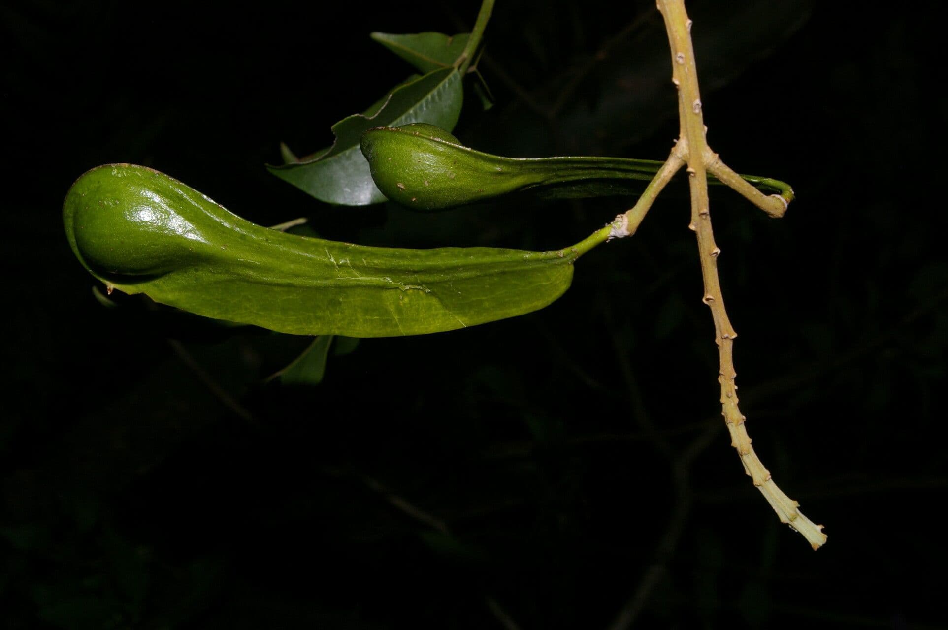 Balsambaum 2