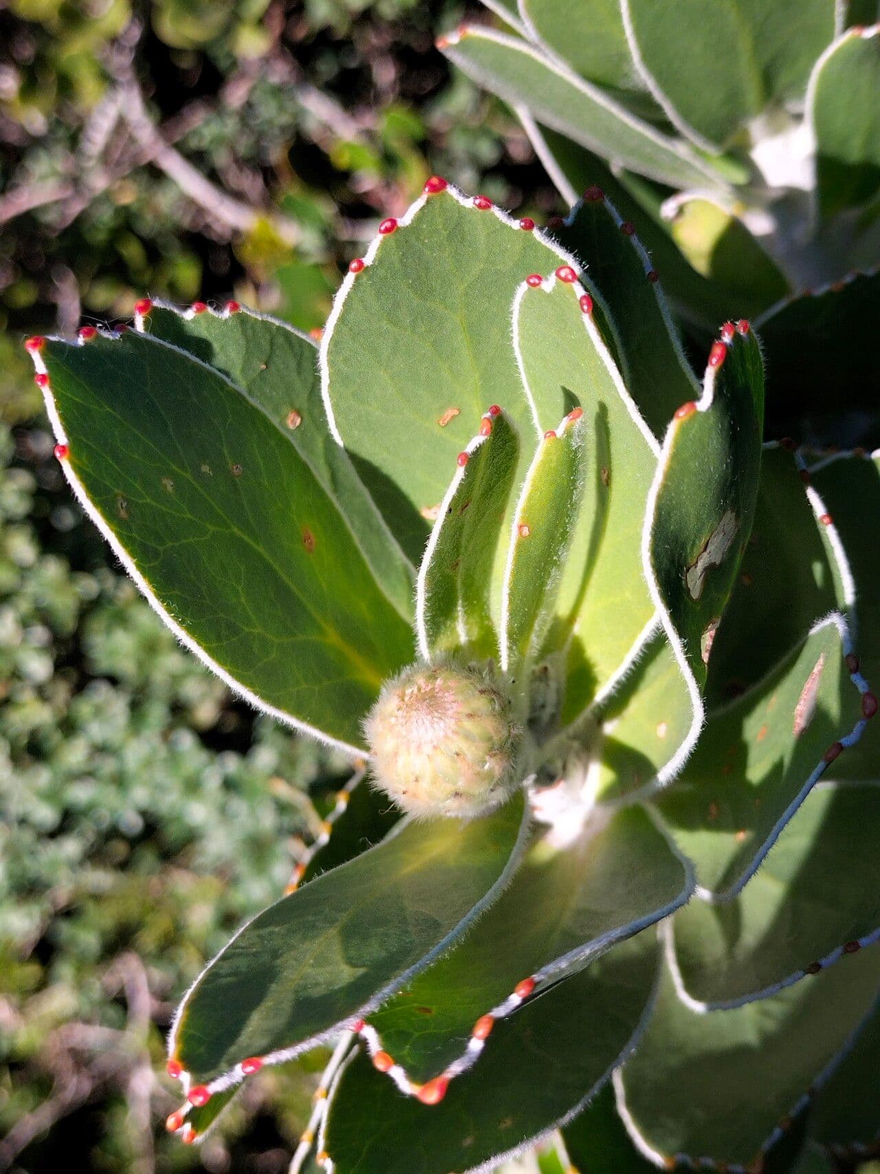 Leucospermum