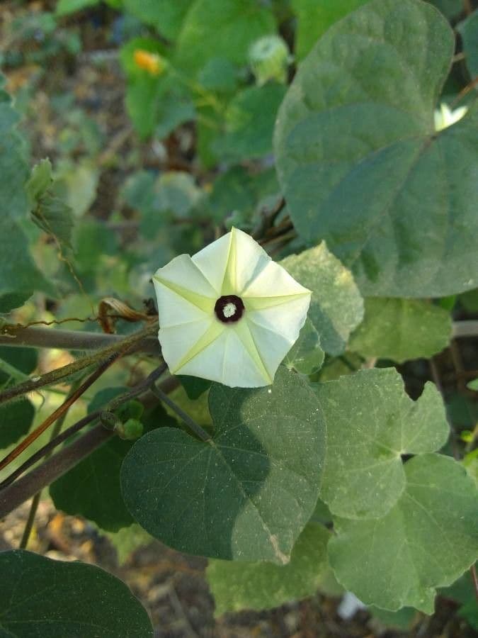Ipomoea tmavá 7