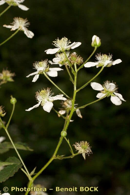 Gefurchte Brombeere 24