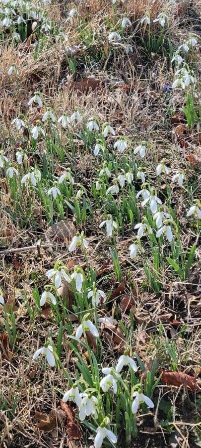 Sněženka podsněžník 22