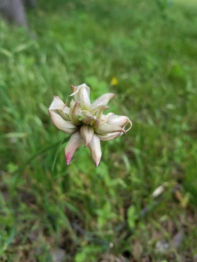 Cipolla del Canada 25