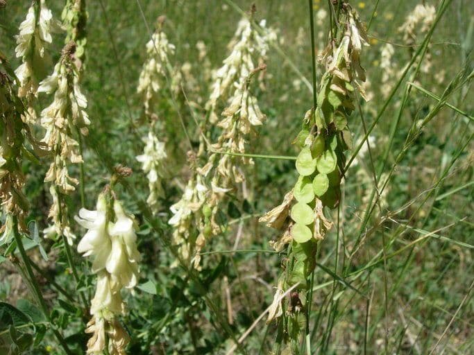 Erba croce gialla 2