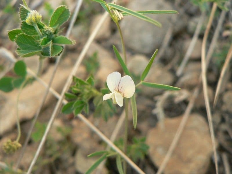 Chícharo 6