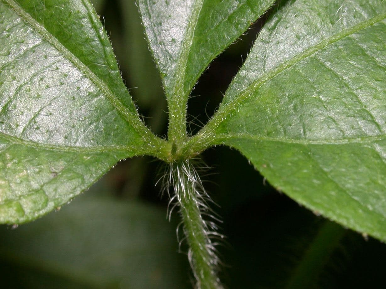 Dalechampia 11