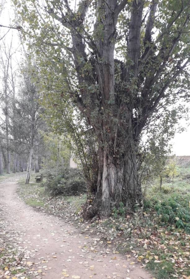 Pioppo tremulo 14