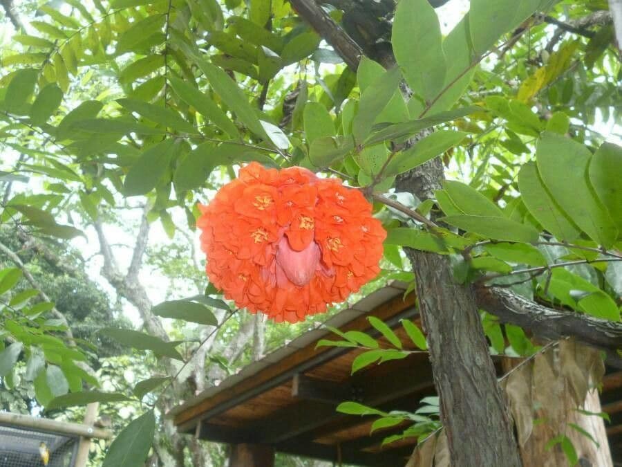 Brownea ariza 6