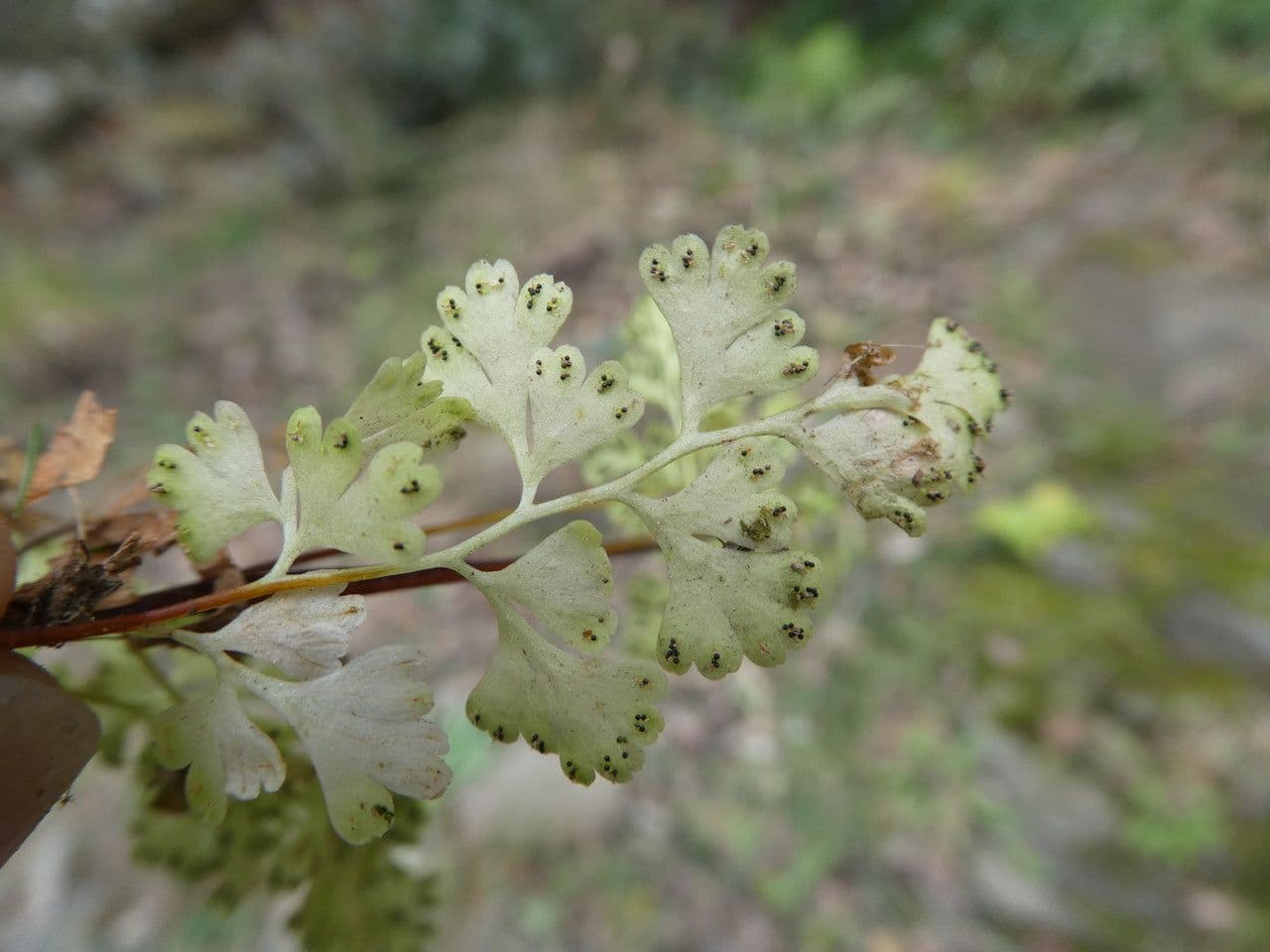 Anogramma leptophylla 19