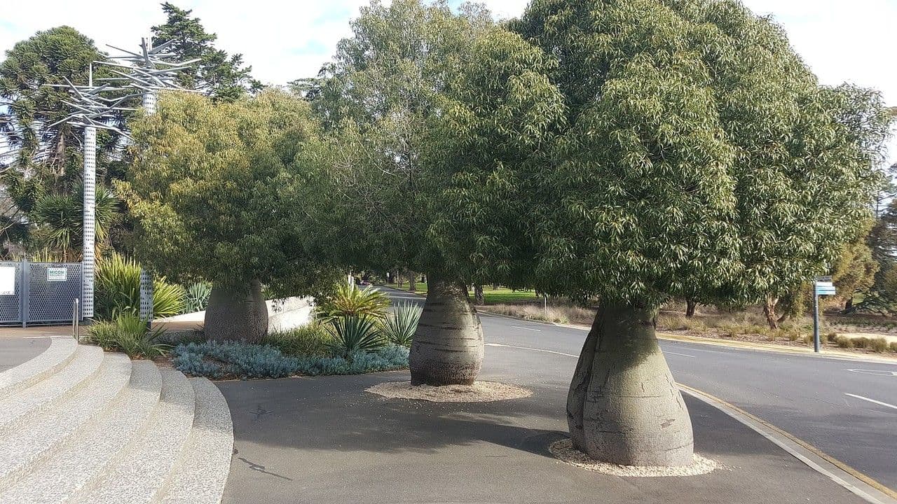 Brachychiton 10