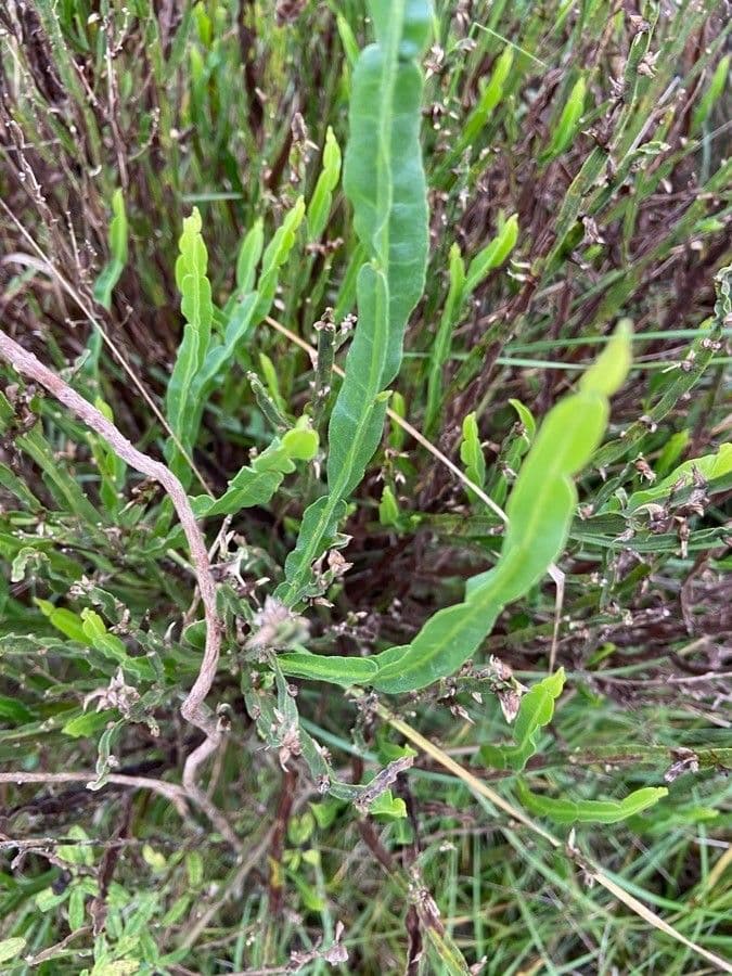 Baccharis trimera 19