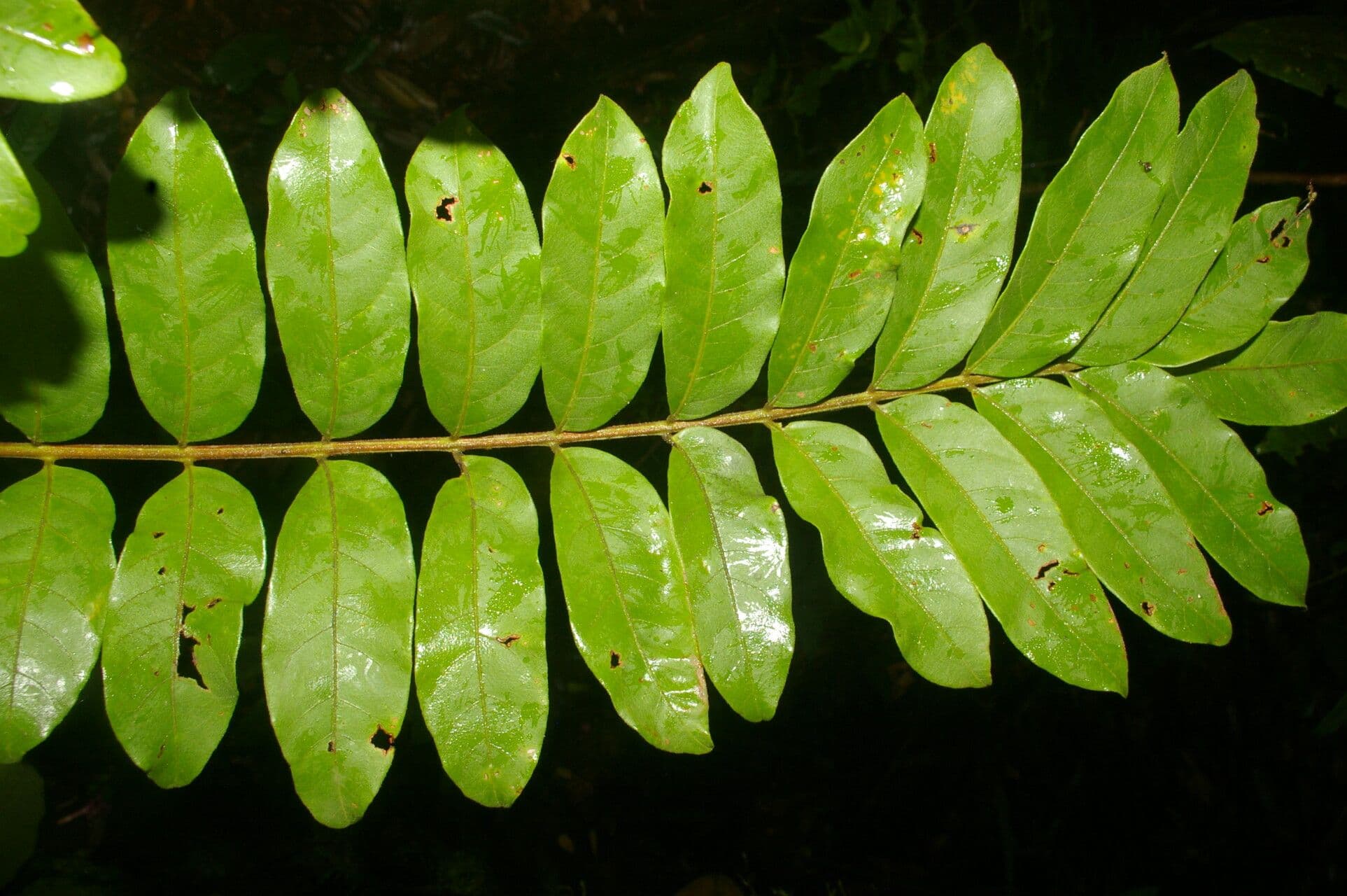 Mosquitoxylum 10
