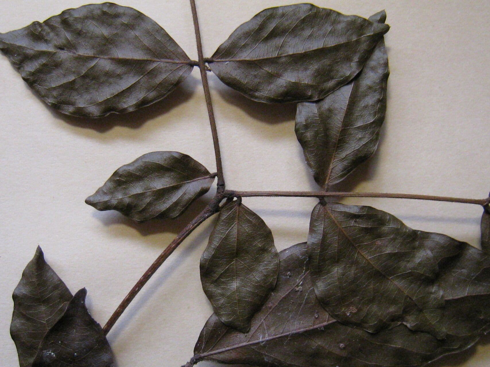 Zygia cataractae 2