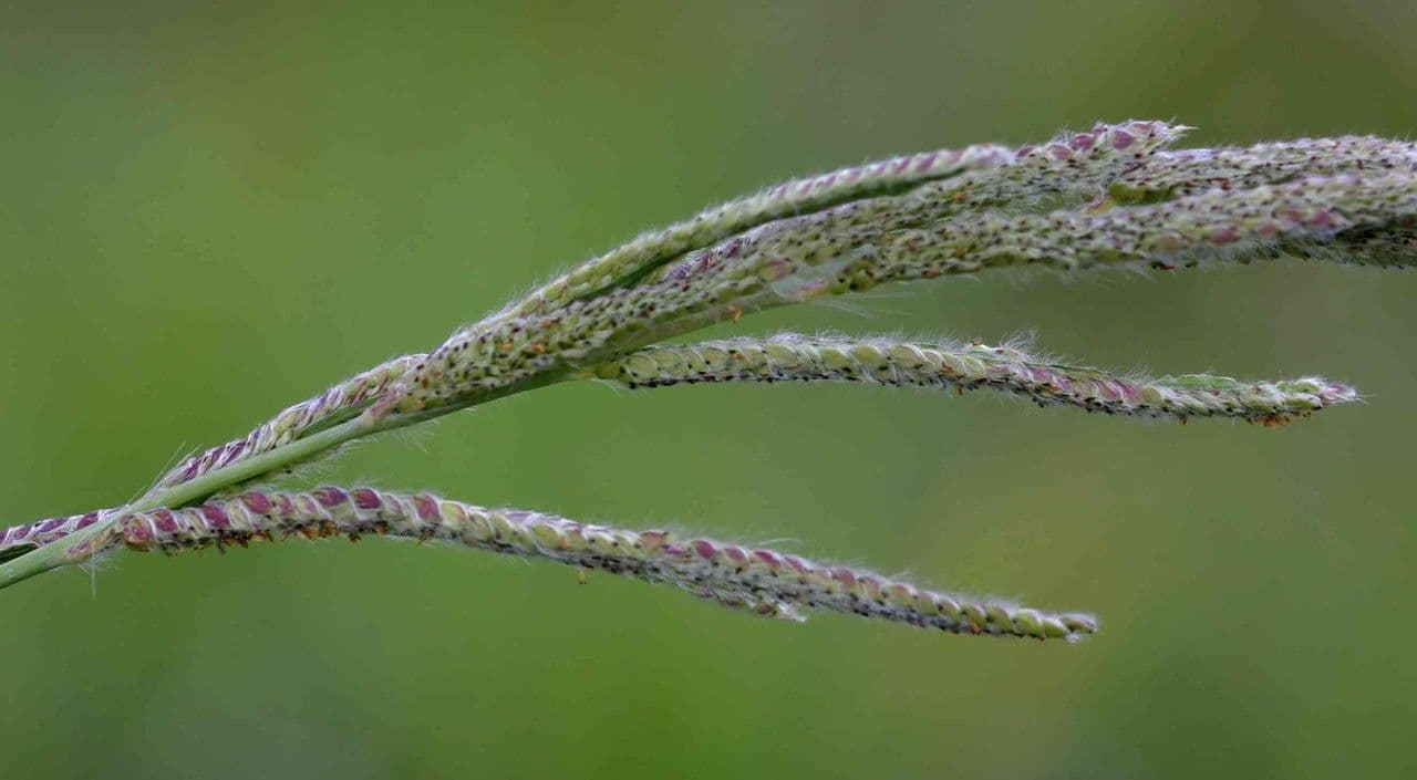 Urville-Paspalum 8