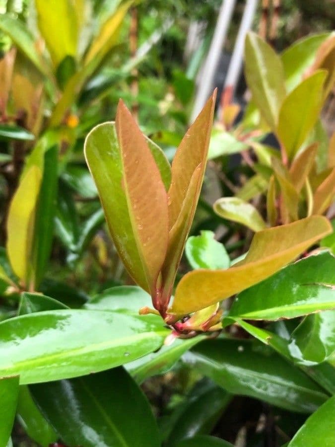 Ardisia eliptická 17