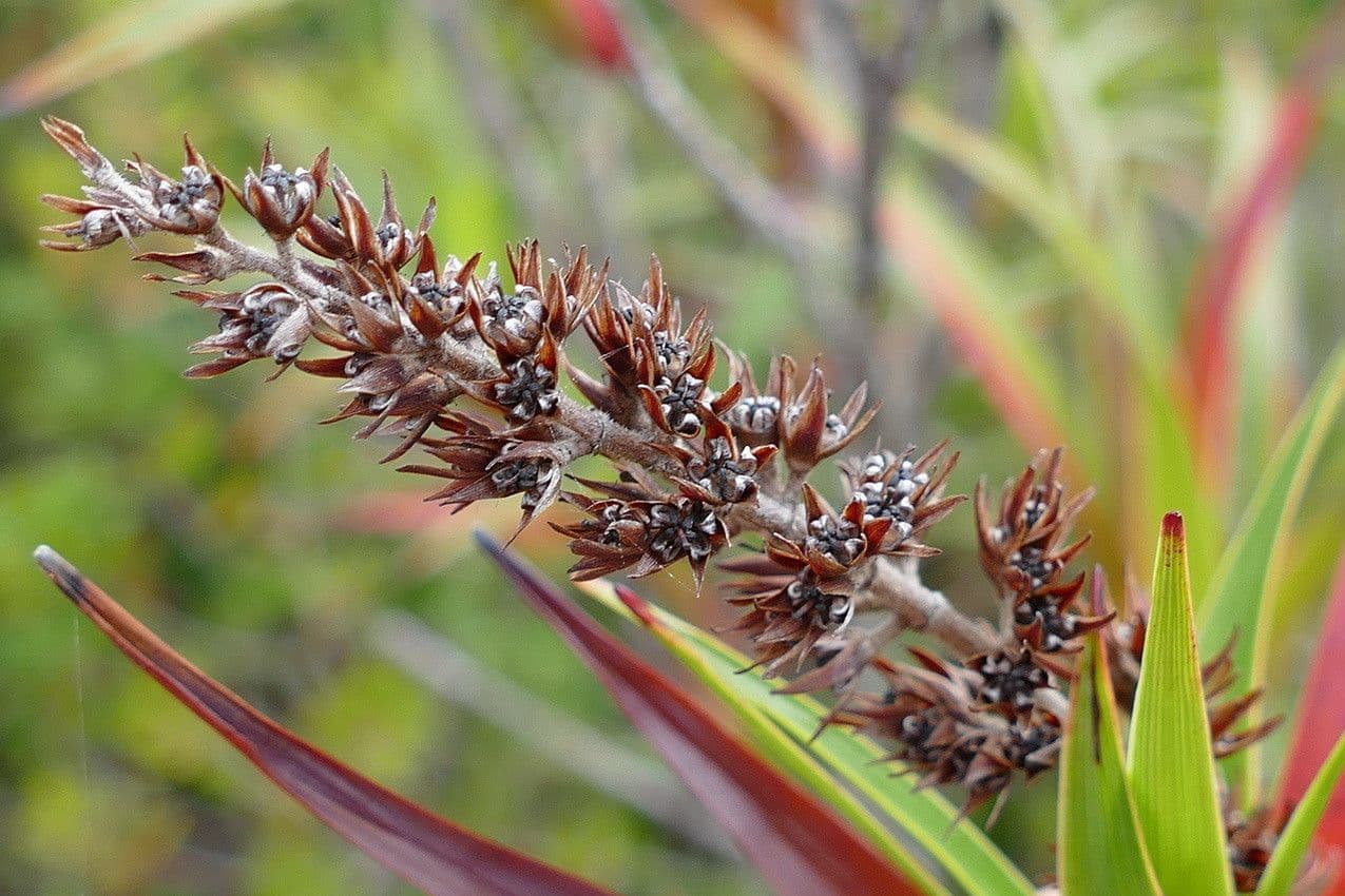 Dracophyllum 3