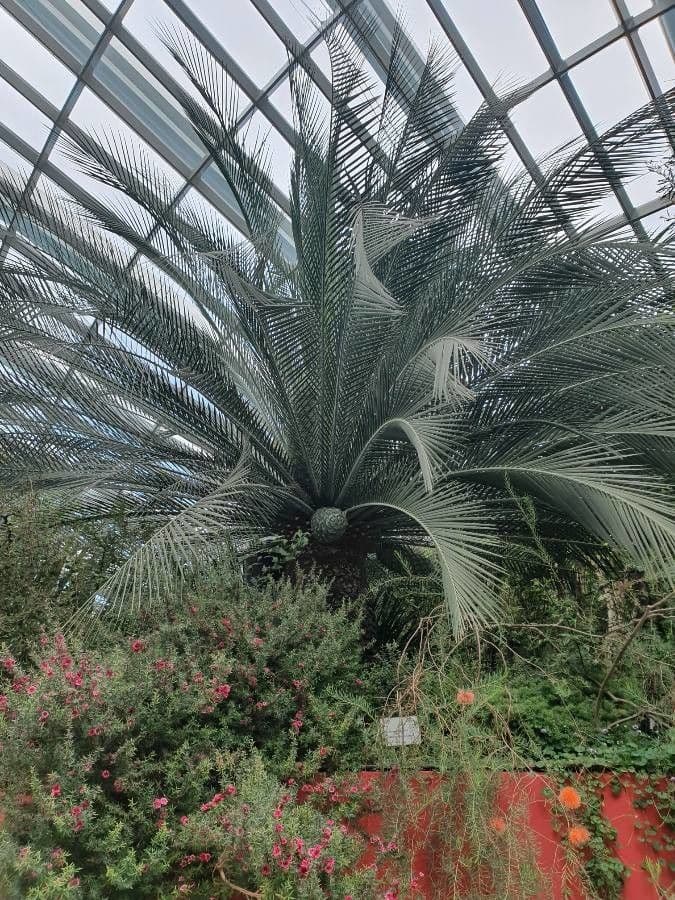 Moore-Zamia 19