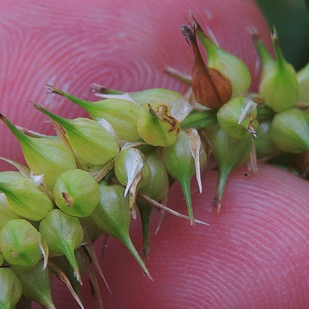 Carice utriculata 2