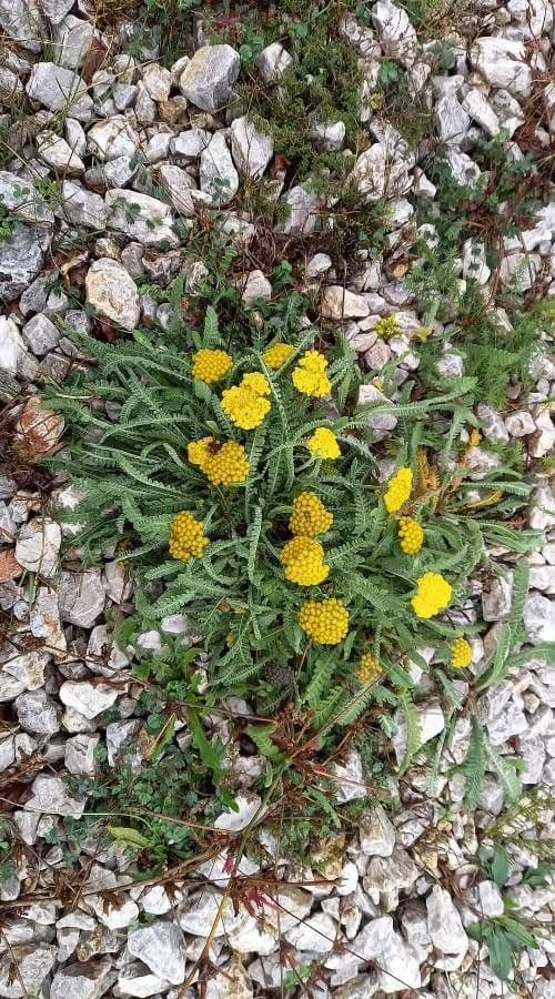 Achillea compatta