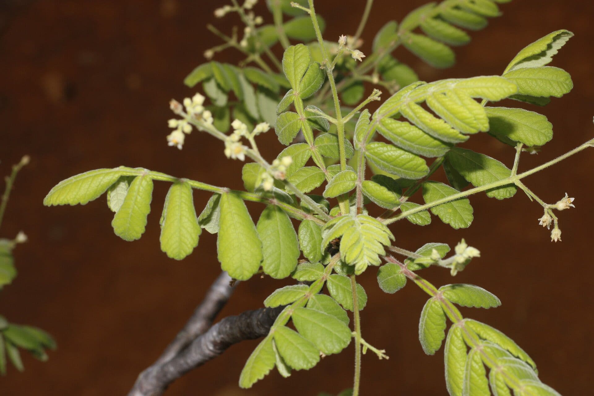 Bursera tomentosa 8