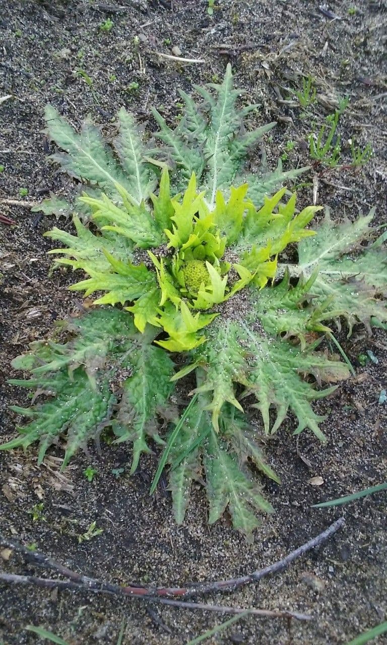 Sanicula arctoide 7