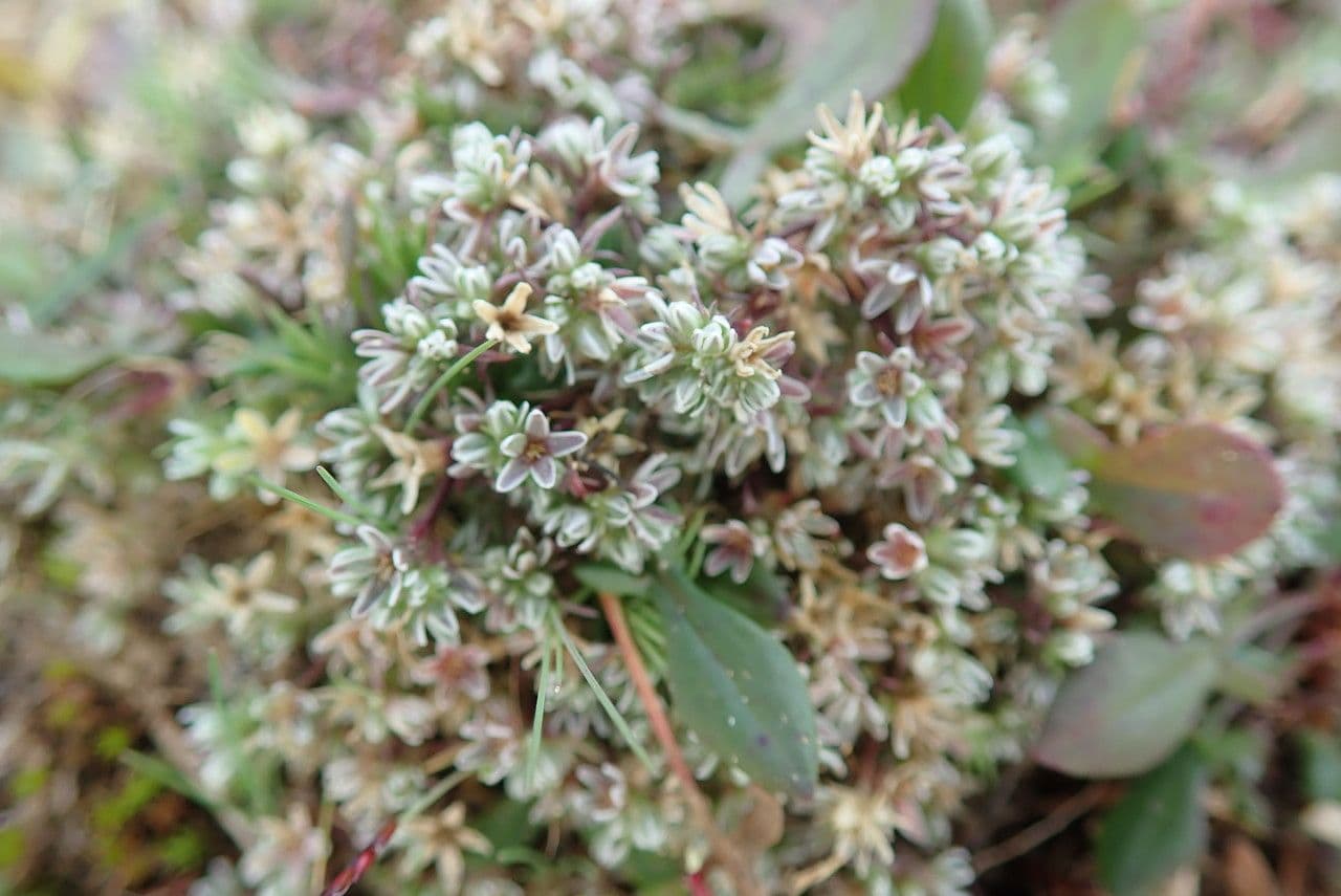 Centonchio perenne 5
