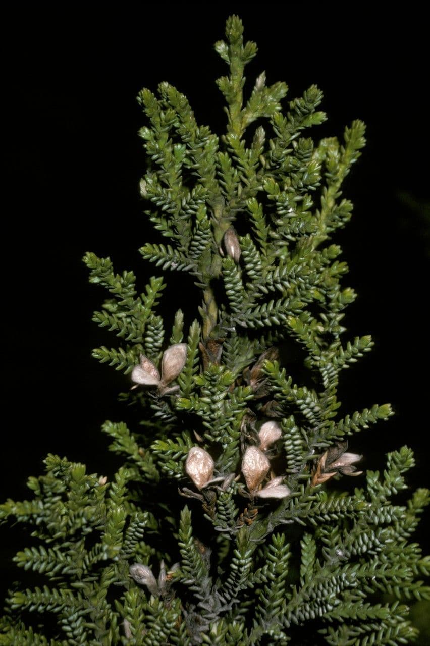 Pilgerodendron chilský 3