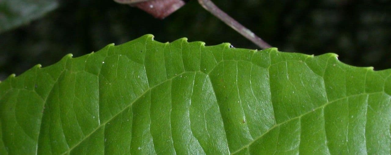 Lindens Pleuranthodendron 14