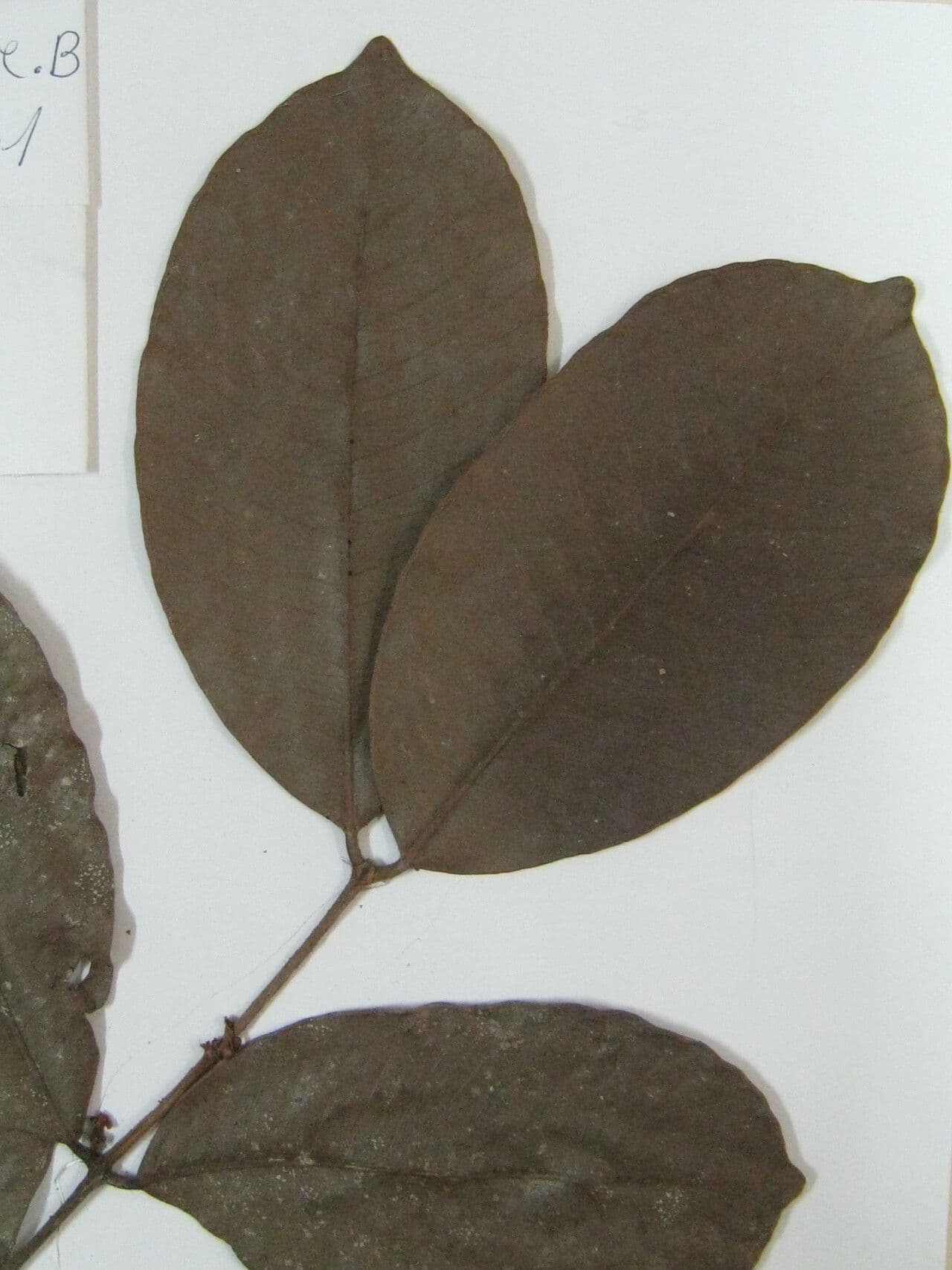 Calycorectes 9