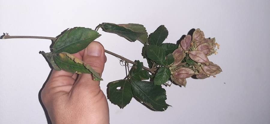 Urvillea 3