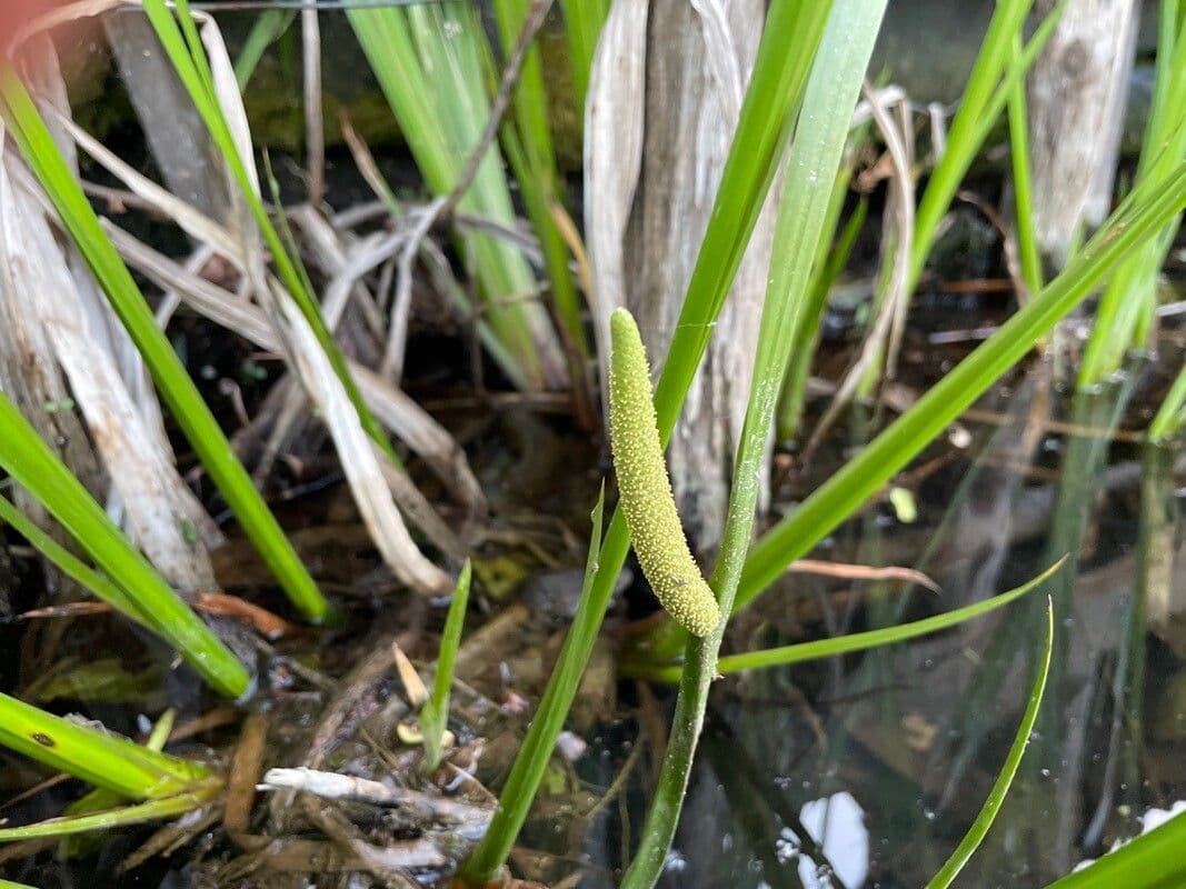 Calamo aromatico 4