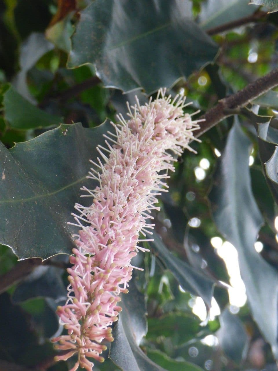 Macadamia 8