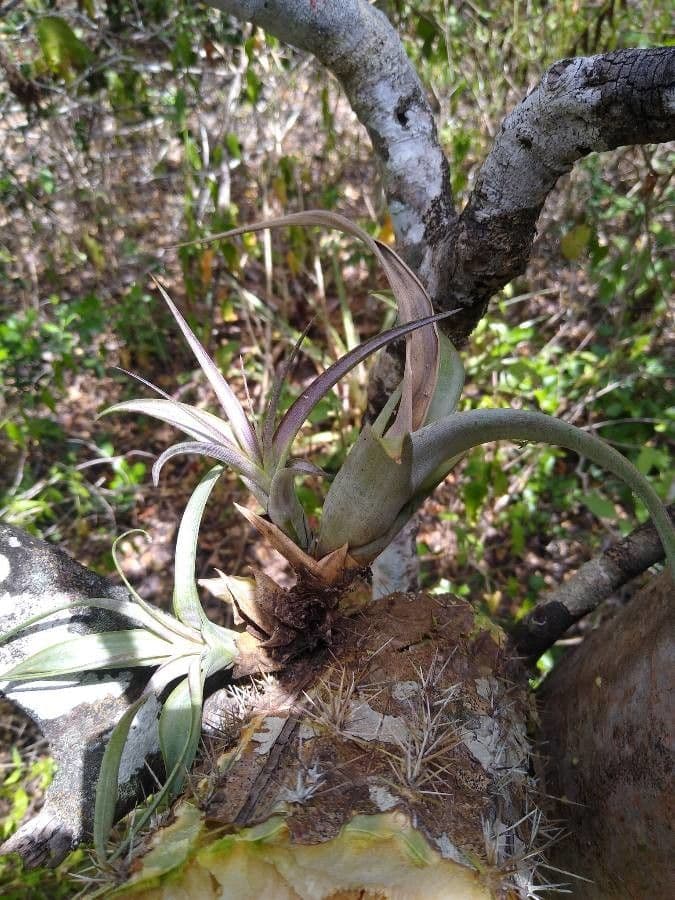 Tillandsia polystachia 4