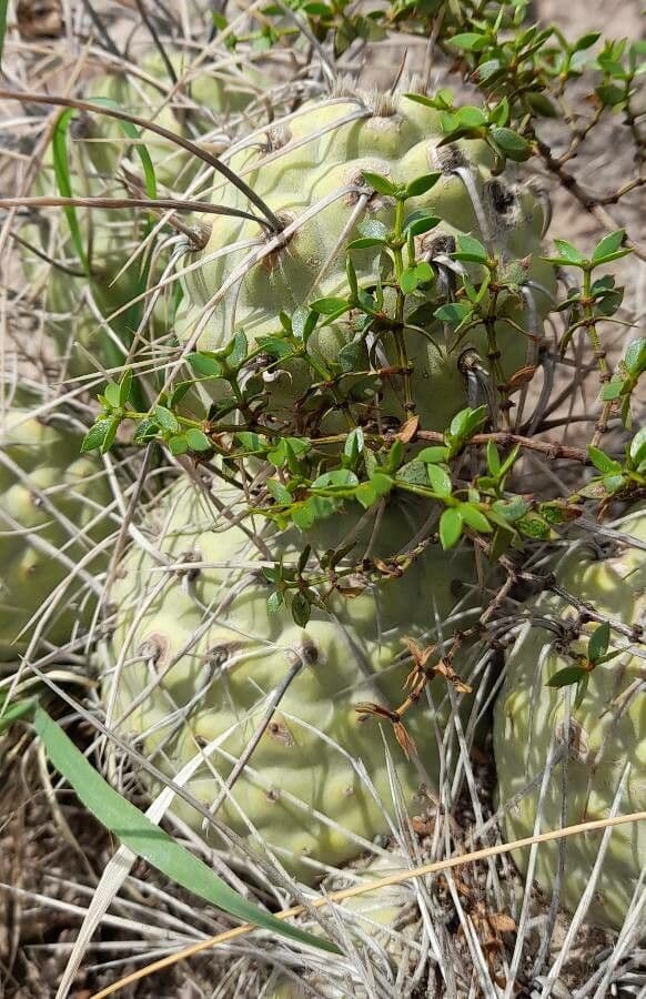 Tephrocactus 12