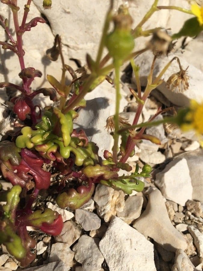 Senecio transitorio 12