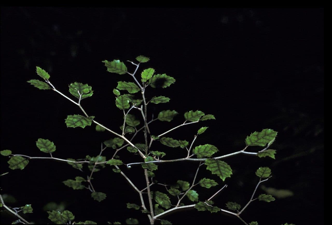 Carpodetus serratus 8