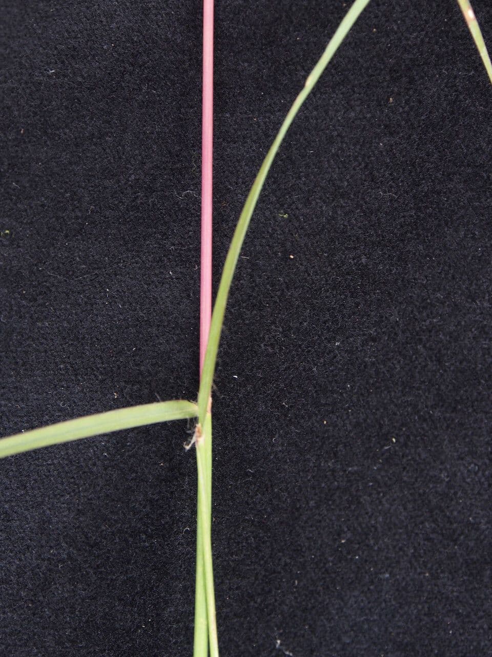 Andropogon 5