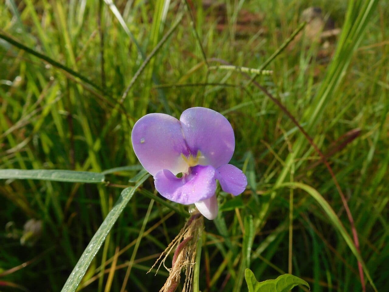 Vigna vexillata 7