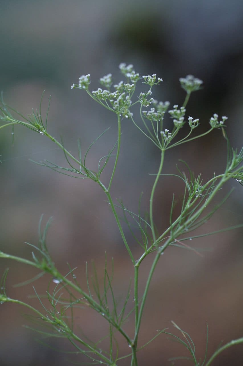 Ammoides pusilla 17