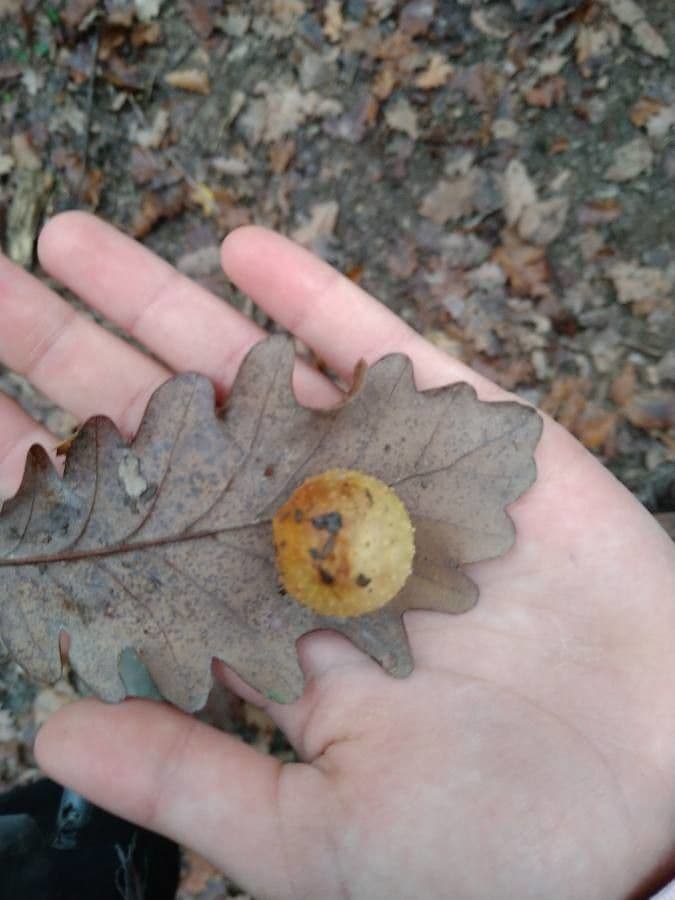 Quercia comune 8