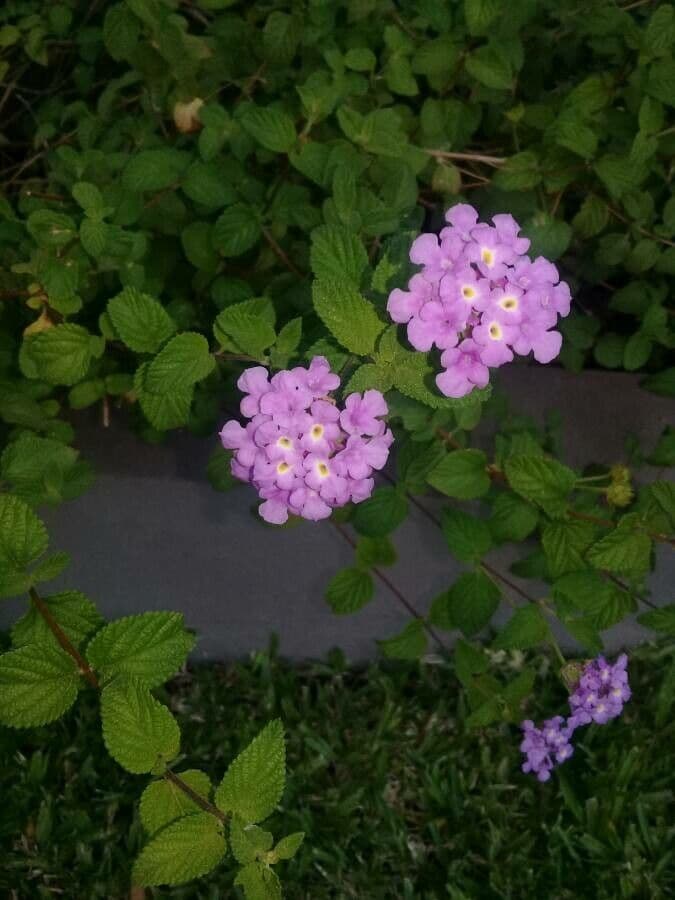 Lantana 14