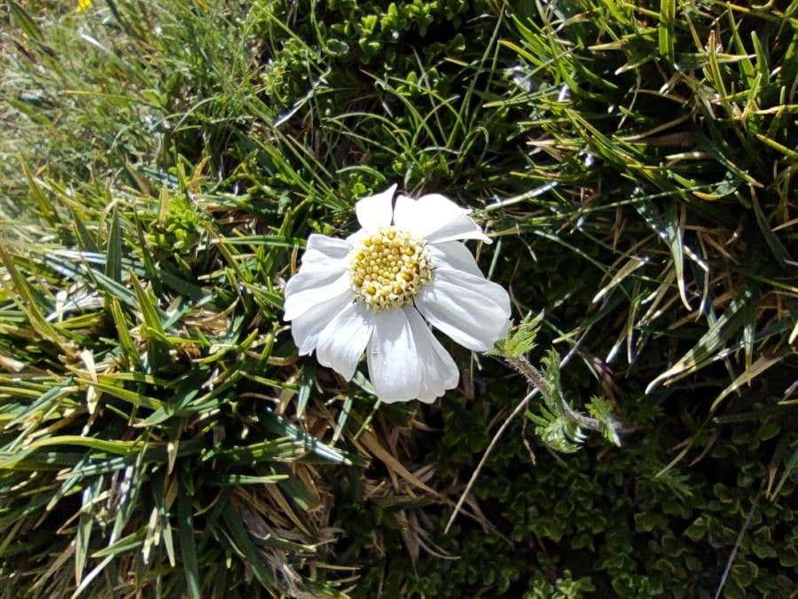 Achillea 3