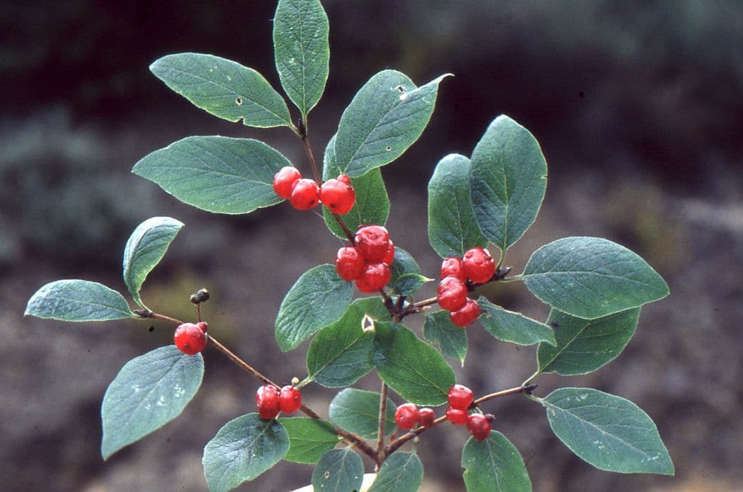 Caprifoglio pirenaico 2