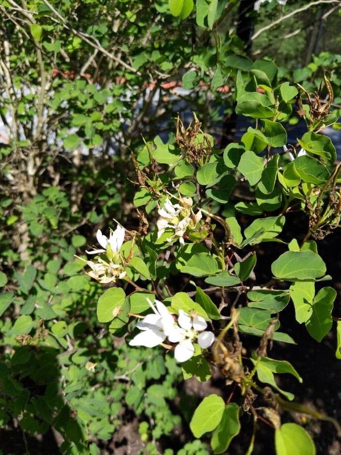Bauhinia 10