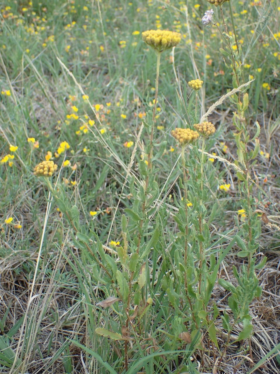 Achillea 8