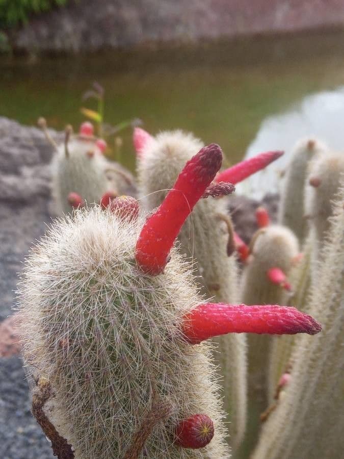 Cleistocactus 4