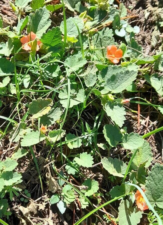 Krapovickasia flavescens 6