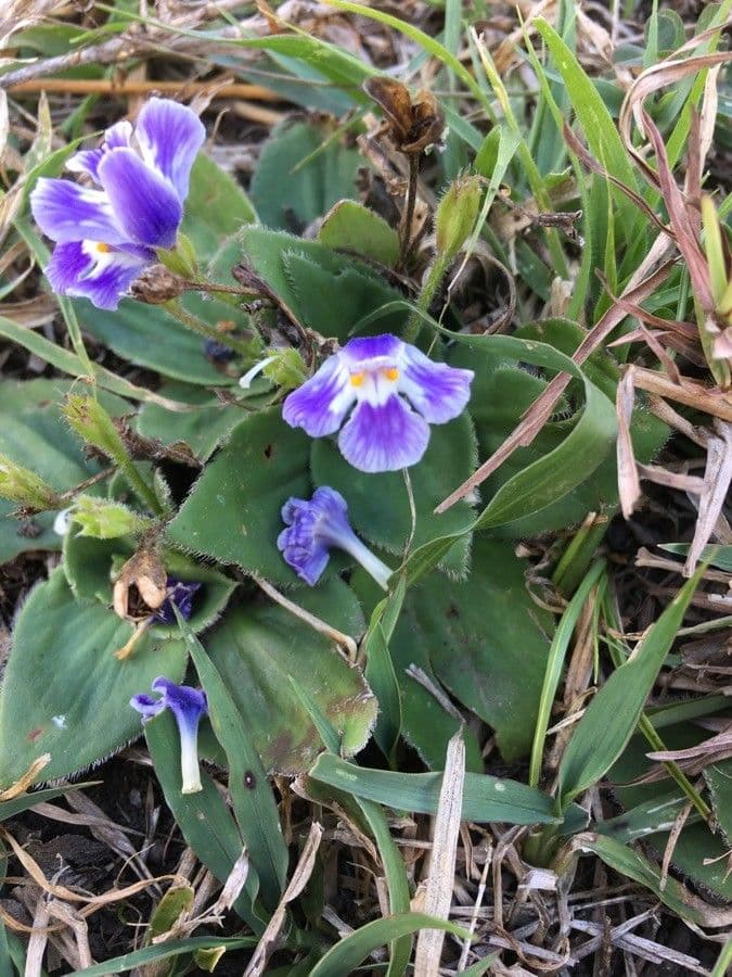 Craterostigma 6