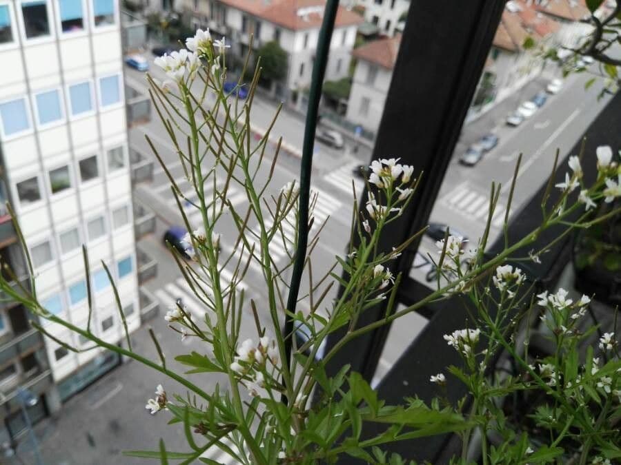Cardamine parviflora 22
